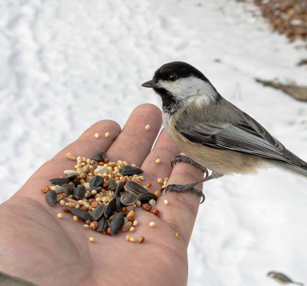 A wild bird eating seeds from a hand
