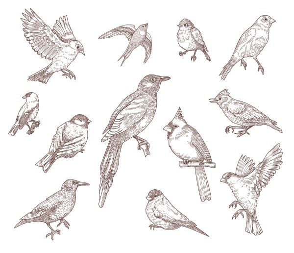 Illustrations of European bird species